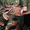 illegal_logging_400_1_6926.jpg