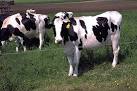 Animal A Day!: Holstein Cattle