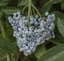 Elderberry, Blue