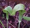 220px-Jack-in-the-Pulpit.jpg