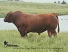 Breeds of Livestock - Shorthorn Cattle