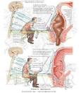 Neuronal Functions and Anatomic Correlations in Defecation ...