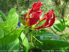 gloriosa
