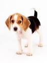 Allergy-Friendly Pets - Everyday Health.