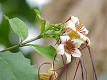 <b>Strophanthus</b>
