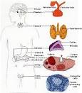 The Adrenal Glands