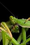 File:Praying Mantis Sexual Cannibalism European-75.jpg - Wikimedia ...