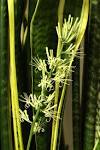 File:<b>Sansevieria</b> trifasciata