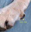 Clipping a Dog's Claws
