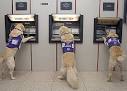 atm dog - Dogs trained to retrieve money from ATMs | Ubergizmo