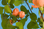 couple of flower buds (couple - via Daymix