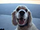 Cocker spaniel dog public - via Daymix