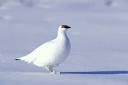 Rock Ptarmigan I Alaska Travel Photos