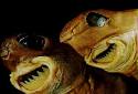 Real Monstrosities: Cookiecutter Shark
