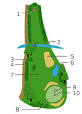 Golfer