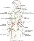 Blood, Lymphatic, and Immune Systems