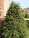 Evergreens | Green Velvet | Green Mountain | Junipers | Colorado Blue