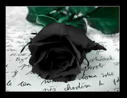 Deadly rose