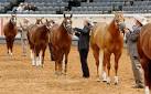 American Quarter Horse horse breed information