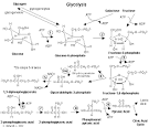 Glycolysis Summary