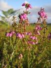 Bell heather (Erica cinerea) - via Daymix