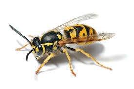 Wasp Control Waltham Abbey