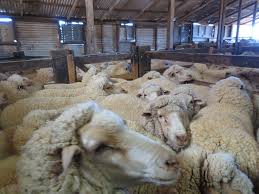 Image result for Exposure/Sheep/wool