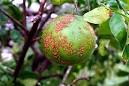 Case Study #3: Citrus Canker