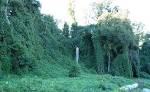 File:Kudzu on trees in Atlanta, Georgia.jpg - Wikipedia, the free