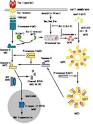 Apoptosis Induced by Fas Ligand