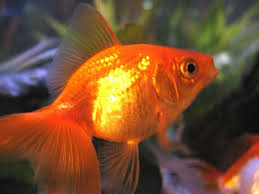 Gold Fish كل ما تريد معرفتة عن الجولد فيش فى صورة سؤال وجواب  Images?q=tbn:ANd9GcRJv9jQ2FXiVWp7rlxUzqhYJNiPBAvxU295X_3_d4vyoDfZvc8ZfQ