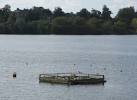 Artificial island for terns on Alton Water. A number of these "islands" have - via Daymix