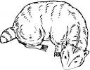 Badger coloring page