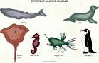 Aquatic animals