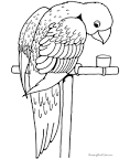 Parrot coloring page