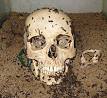 220px-Human_Skull_being_ ...