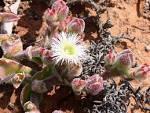 File:<b>Mesembryanthemum</b>