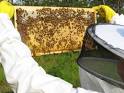 The inside buzz on the Ann Arbor Backyard Beekeepers