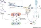 <b>in situ hybridization</b>
