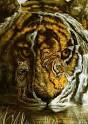 Hidden Tiger Illusion - Optical Illusion