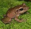 Coquí - Wikipedia, the free encyclopedia