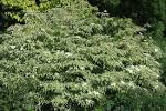 Bradford Pears NOT!!!!! — Dogwoods | Rosedale Gardens