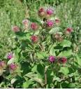 Burdock <b>Arctium</b> lappa