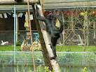 Spider Monkey at The Curraghs - via Daymix