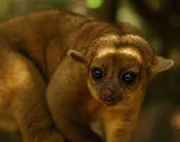 Image result for kinkajou