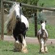 Black Forest Shires &amp; Gypsy Horses