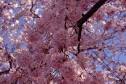 Classic Japanese Songs eHow