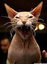 Sphynx cat” information – Image library – EPRCI