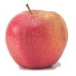 Cooks Thesaurus  Apples