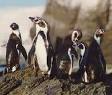 Humbolt Penguins